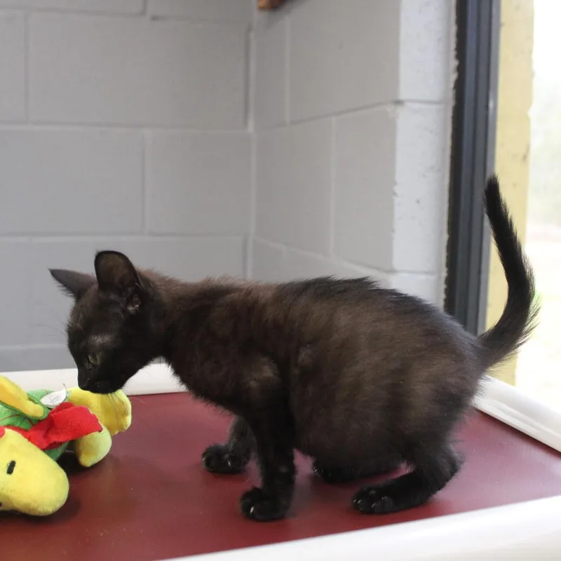 Purrince thumbnail 3