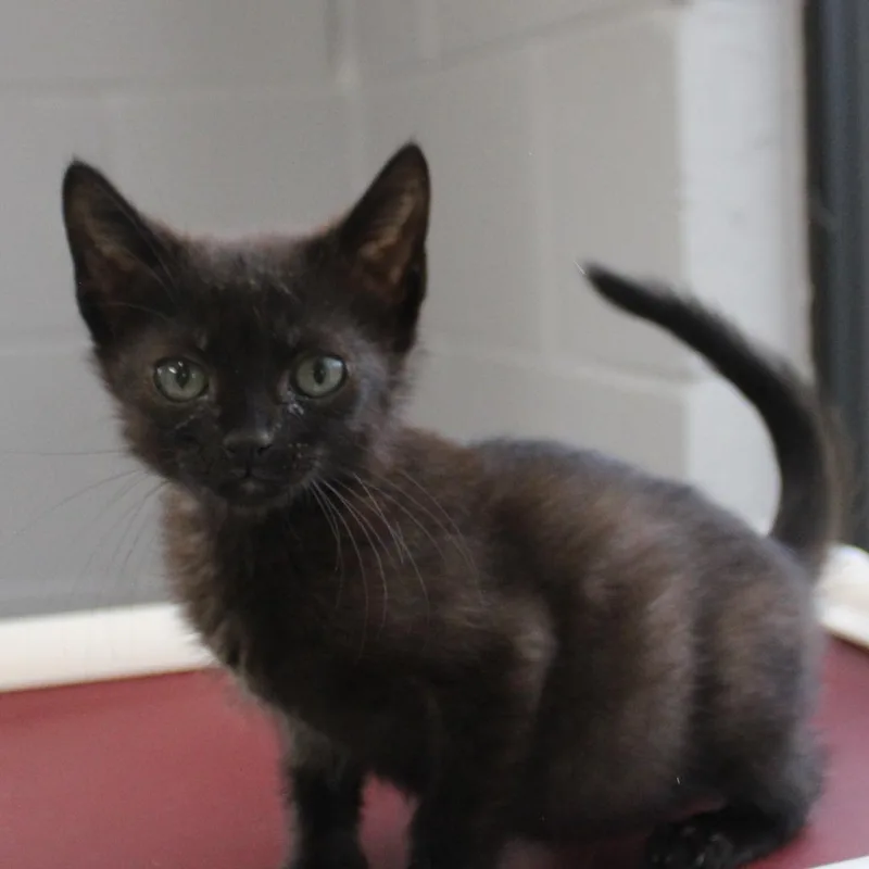 Purrince thumbnail 4