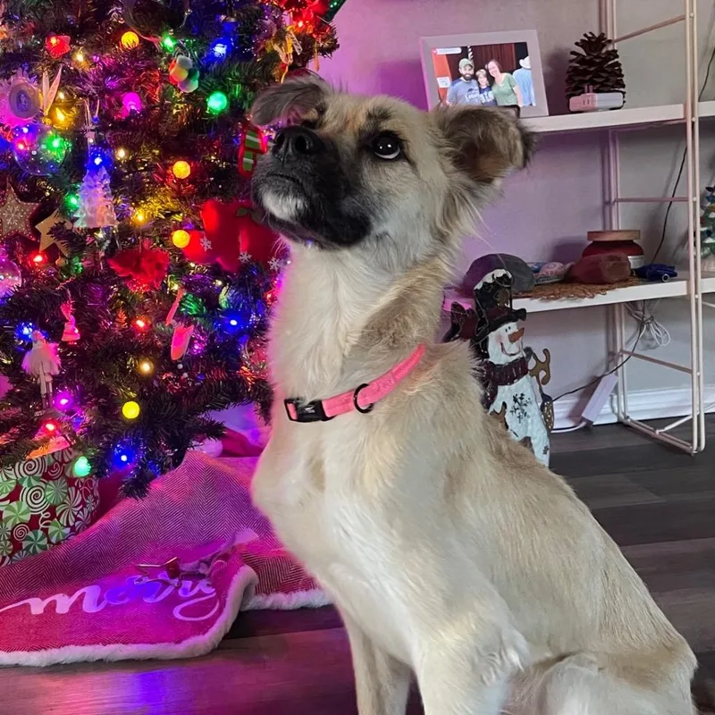 Olive Es thumbnail 2