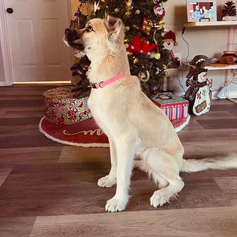 Olive Es thumbnail 3