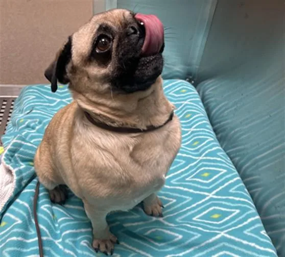 An adult small-sized female Pug dog named Choffy for adoption in Denver, CO