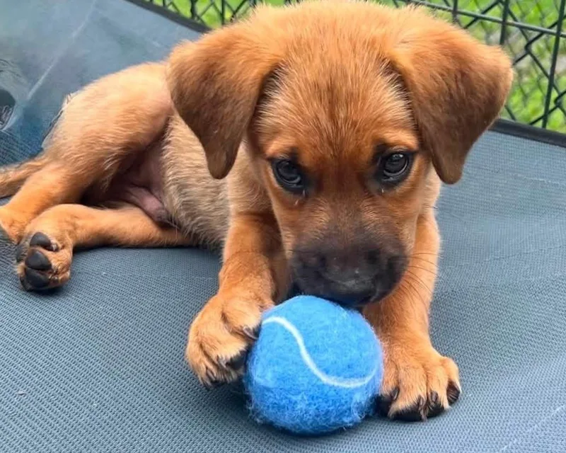 A baby small-sized male Brown / Chocolate Mixed Breed dog named Burt for adoption in Hamden, CT