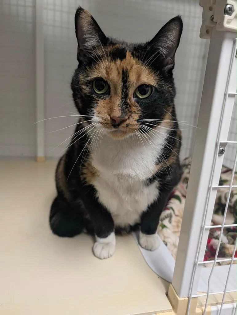 An adult medium-sized female Calico cat named Tippy for adoption in Grand Junction, CO