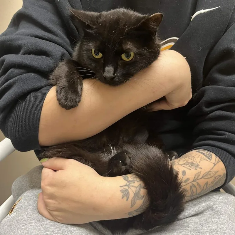 A young medium-sized female Black Domestic Short Hair cat named Beatrice for adoption in Medina, OH