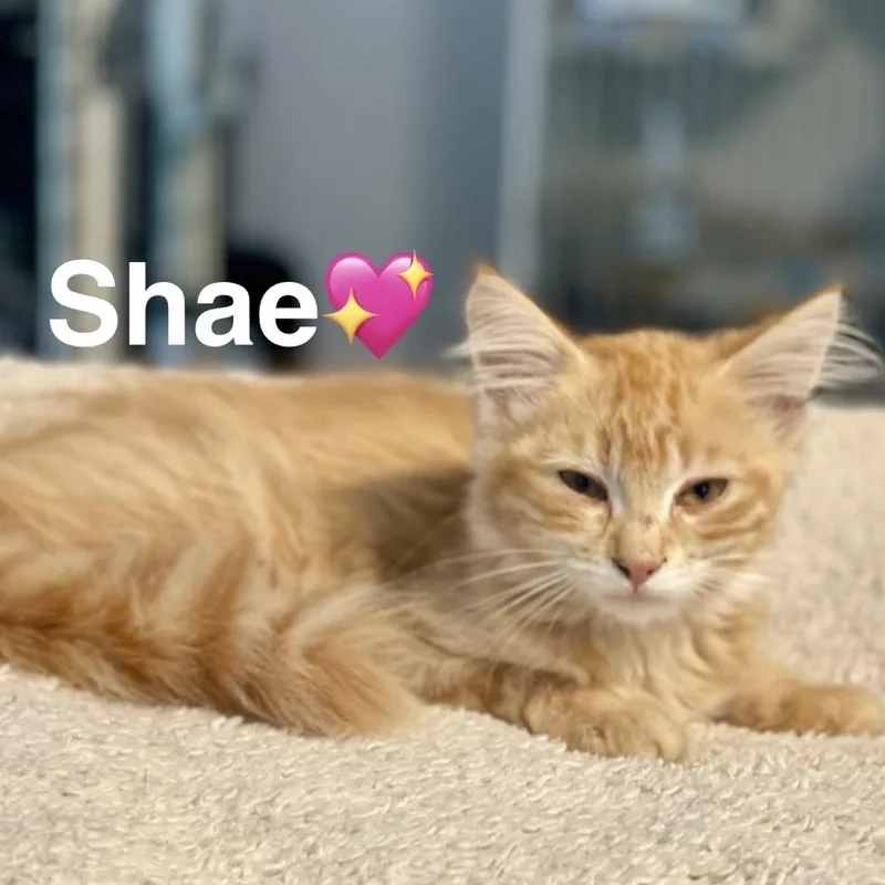 Shae