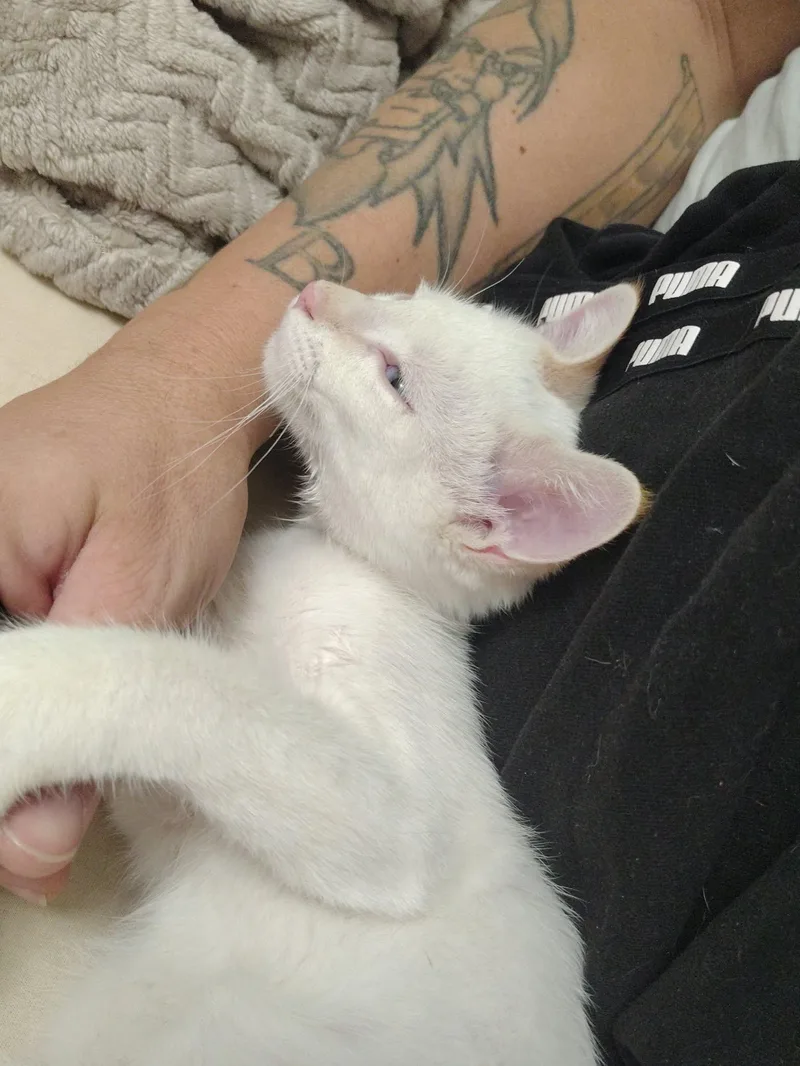 A young medium-sized male Domestic Short Hair cat named Zuri for adoption in Price, UT