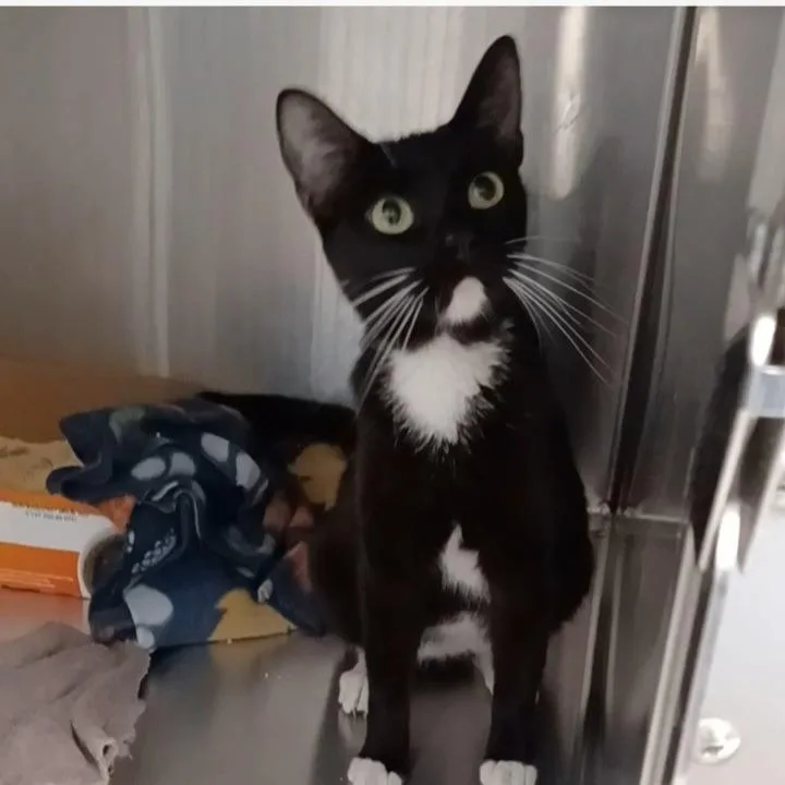 An adult medium-sized female Black Domestic Short Hair cat named Mulan for adoption in Oak Park, IL