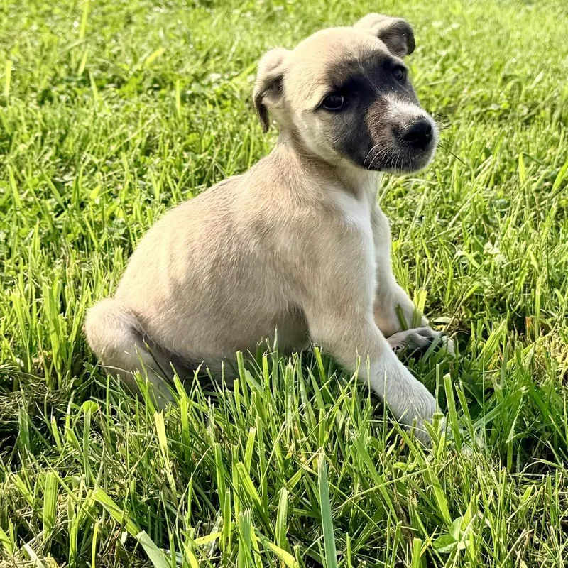 A baby medium-sized male Brown / Chocolate Golden Retriever dog named Milo for adoption in La Grange, KY