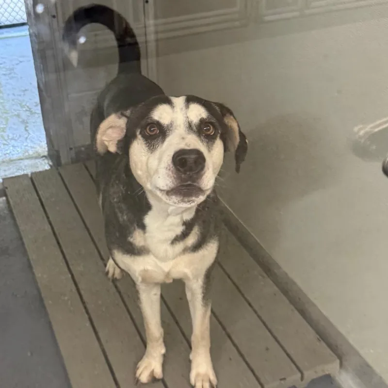 An adult large-sized male Gray / Blue / Silver Husky dog named Genie for adoption in Galax, VA