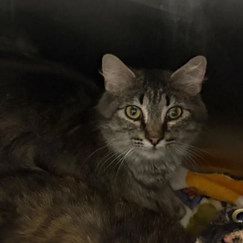 An adult medium-sized female Domestic Medium Hair cat named Feather for adoption in Oak Park, IL