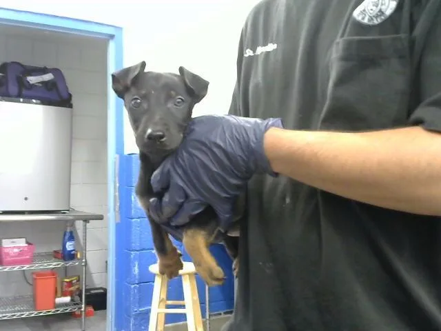 A baby small-sized male Doberman Pinscher dog named Kirk for adoption in Albuquerque, NM