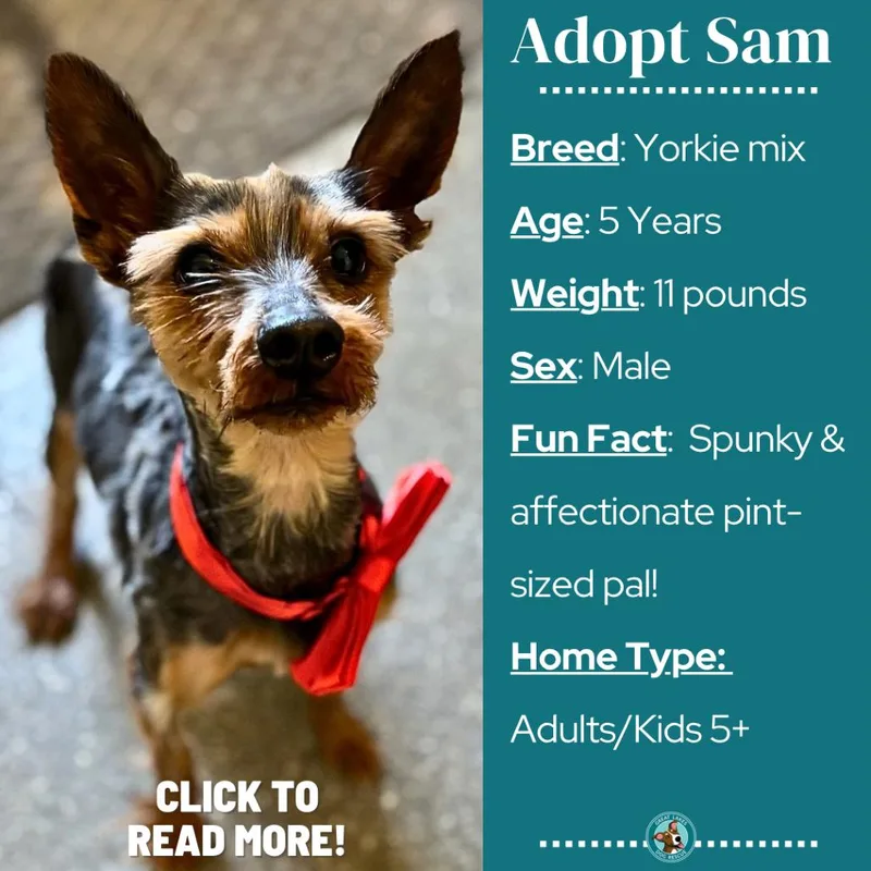 An adult small-sized male Black Yorkshire Terrier dog named Sam for adoption in Metamora, MI