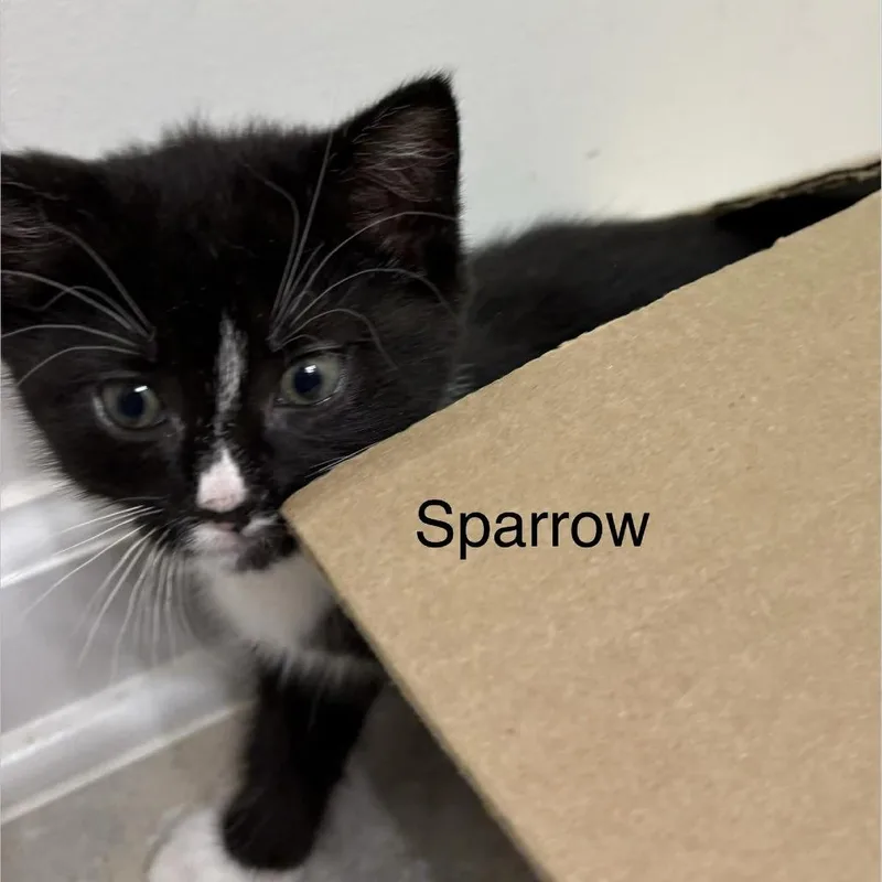 Sparrow