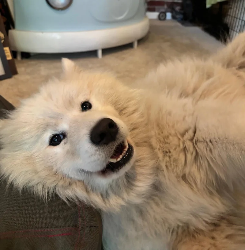 An adult medium-sized female Samoyed dog named Lily for adoption in Columbia, MD