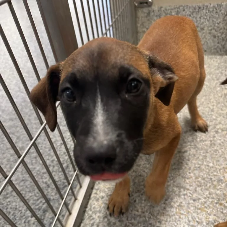 A baby small-sized female Tricolor (Brown, Black, & White) Hound dog named Hazelnut for adoption in Manassas, VA