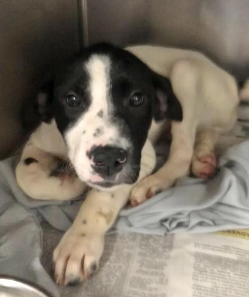 A baby medium-sized male White / Cream Mixed Breed dog named Rubble for adoption in Parma, OH