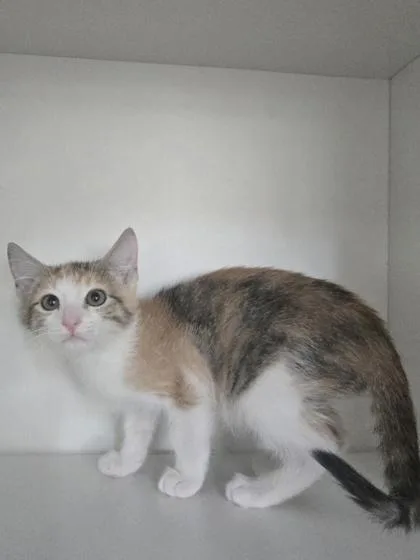 A baby small-sized female Domestic Short Hair cat named Auntie Pam for adoption in Savannah, GA