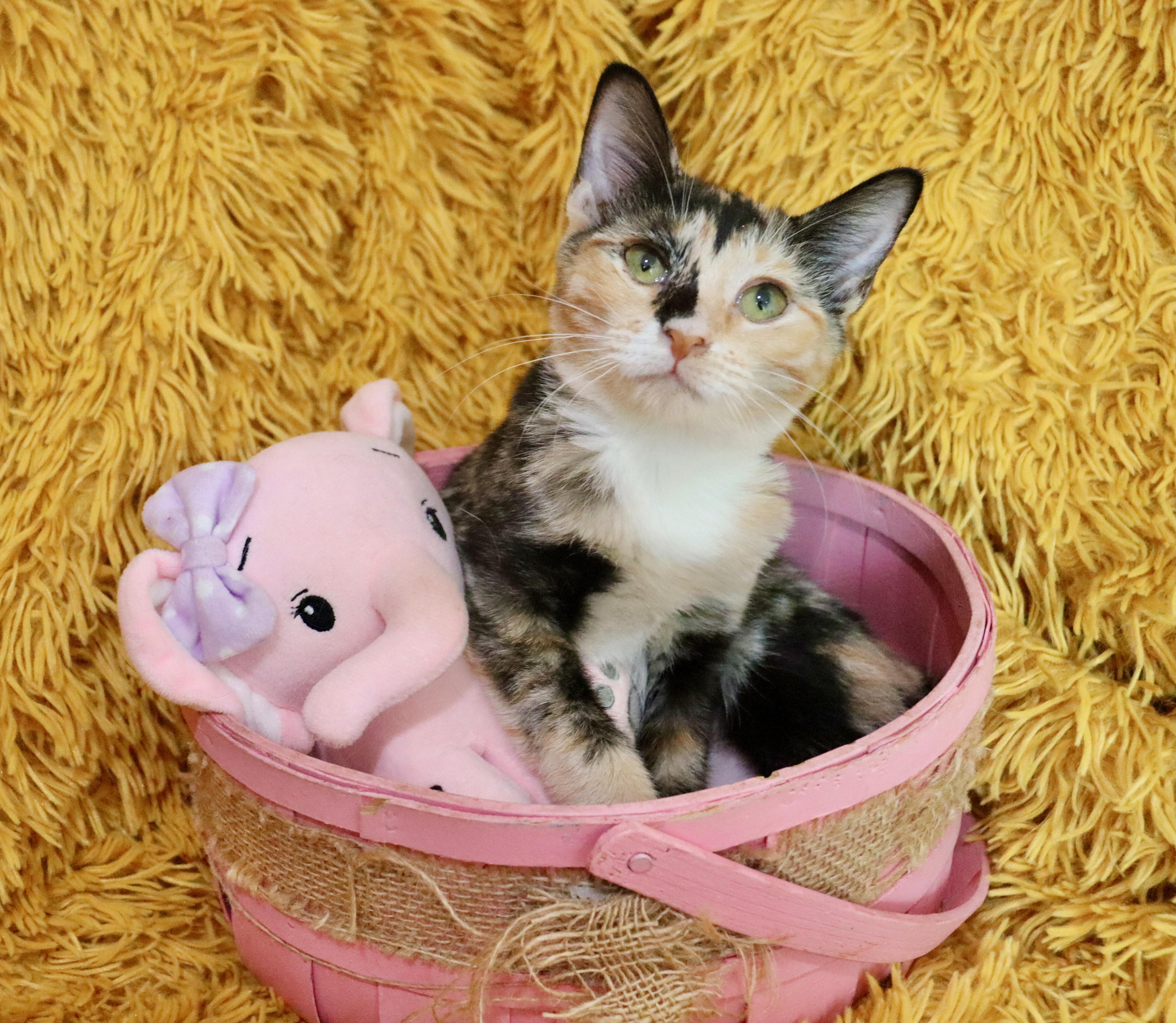 A baby medium-sized female Calico American Bobtail cat named Cobbler for adoption in Saint Augustine, FL