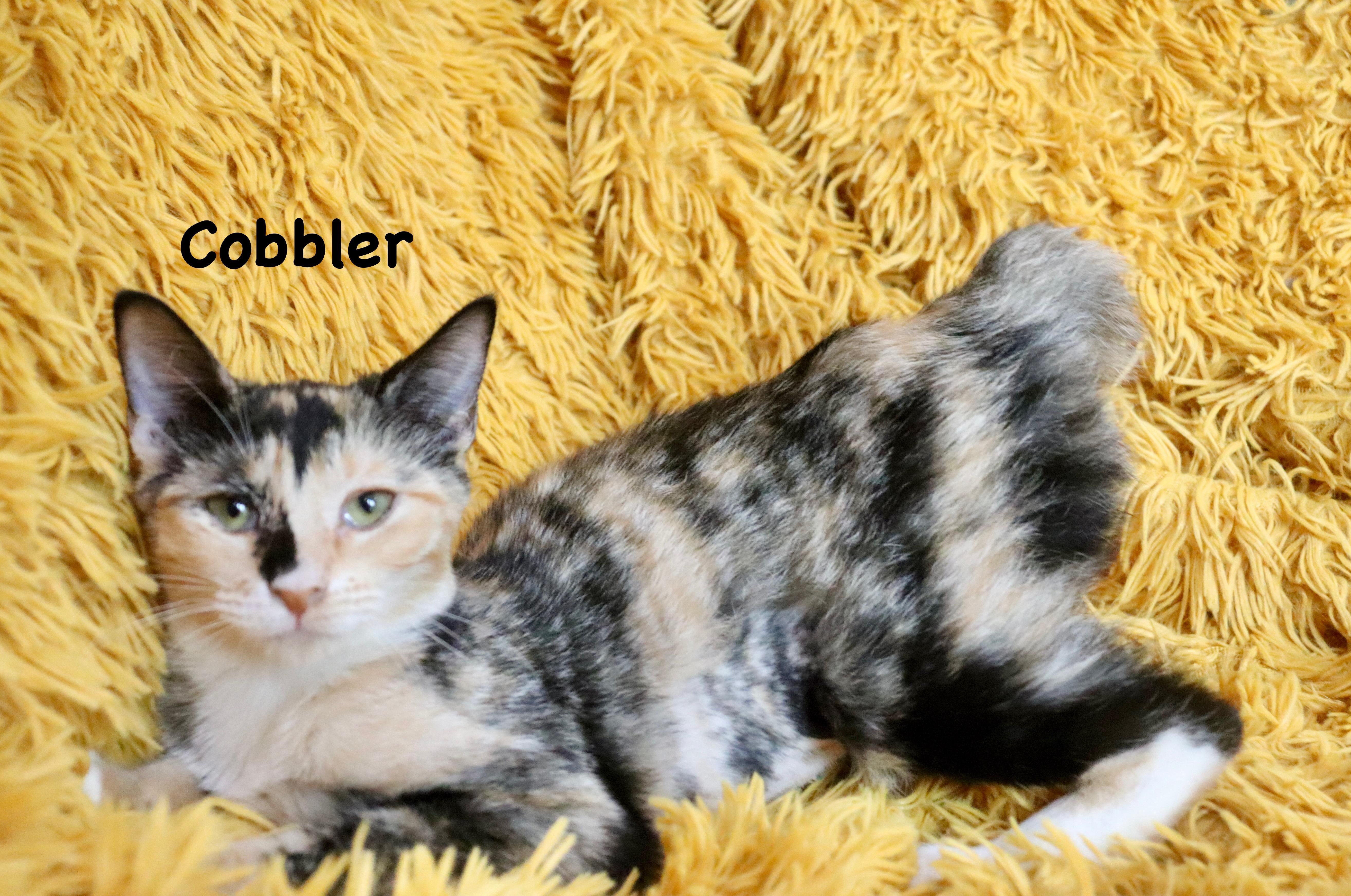 Cobbler thumbnail 2