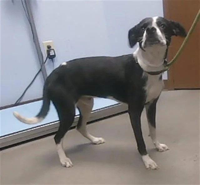 An adult large-sized male Border Collie dog named Benny for adoption in Phoenix, AZ