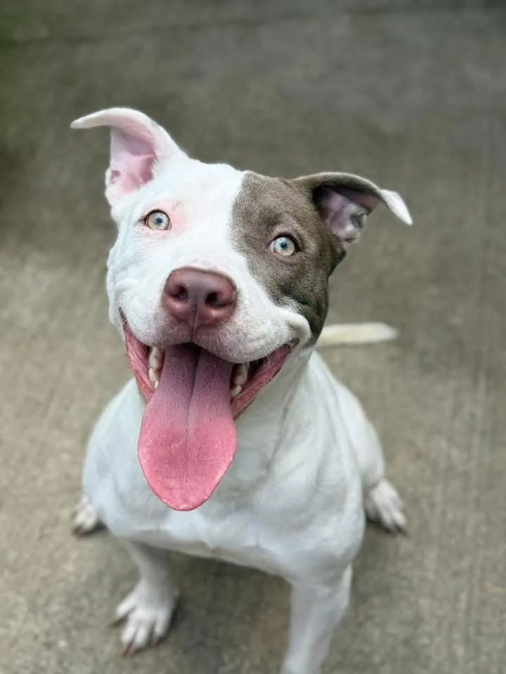 An adult medium-sized female White / Cream Pit Bull Terrier dog named Sweetener for adoption in Chicago, IL