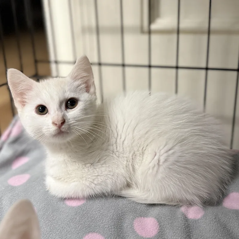A baby medium-sized male White Domestic Short Hair cat named Spritz for adoption in Pawleys Island, SC