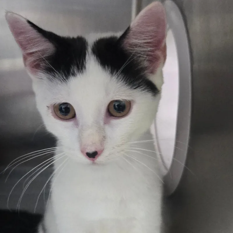 A young small-sized male White Domestic Short Hair cat named Dice for adoption in Newark, NJ