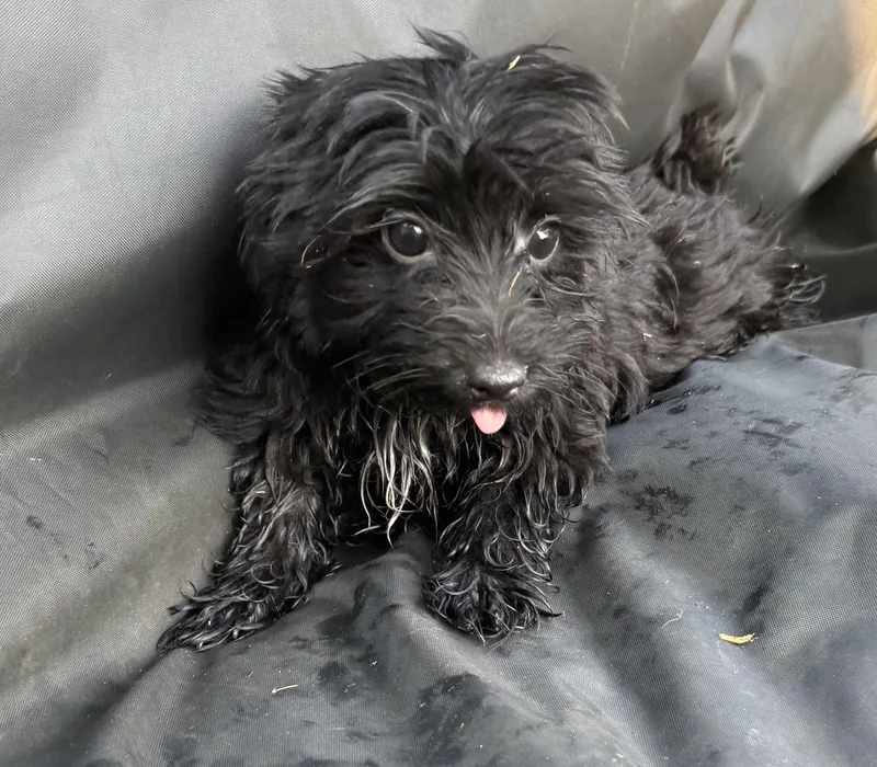 A baby small-sized male Yorkshire Terrier dog named Merlin for adoption in Hartselle, AL