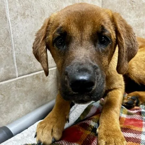 A baby medium-sized female Red / Chestnut / Orange Mixed Breed dog named Cookie for adoption in Poplar Bluff, MO
