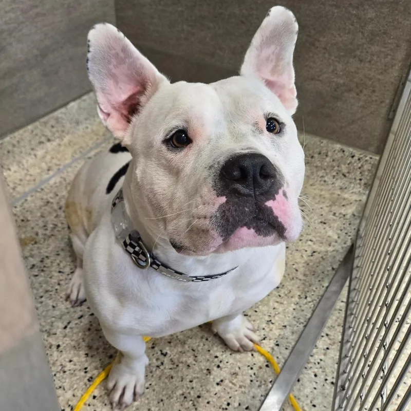 An adult medium-sized female White / Cream Pit Bull Terrier dog named Greta for adoption in Nashville, IN