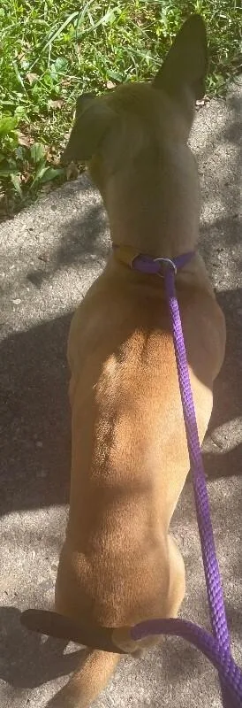 An adult medium-sized male Red / Chestnut / Orange Mixed Breed dog named Ace for adoption in Cincinnati, OH
