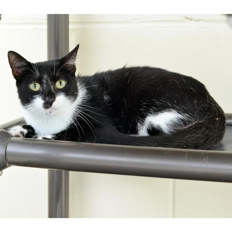 A young medium-sized female Domestic Short Hair cat named Marley for adoption in Sanford, FL