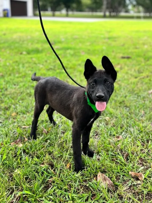 A baby medium-sized female German Shepherd Dog dog named Onyx for adoption in Aiken, SC