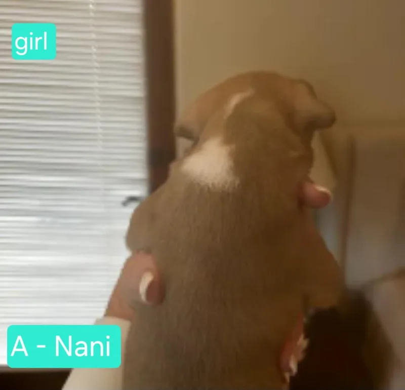 Nani thumbnail 2