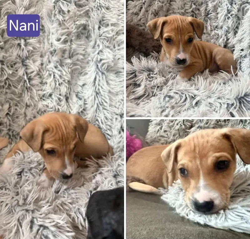 Nani thumbnail 4
