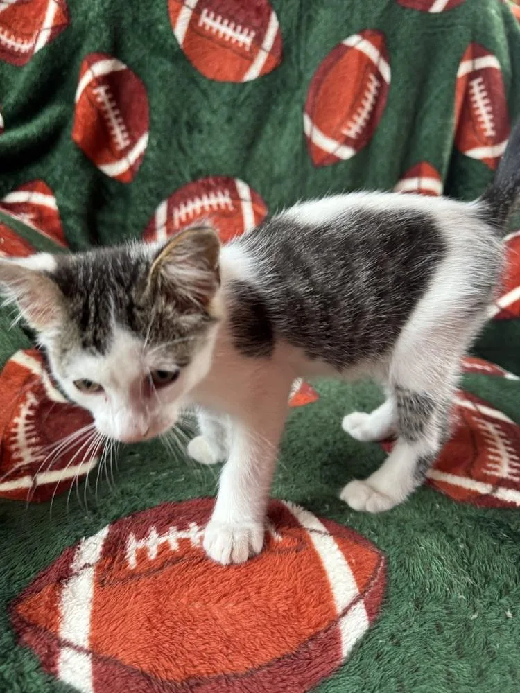 A baby medium-sized male Domestic Short Hair cat named Skittles for adoption in Clinton Township, MI