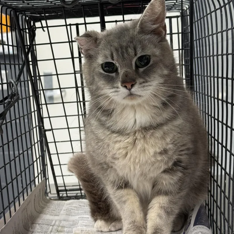 An adult small-sized female Gray / Blue / Silver Domestic Short Hair cat named Tuscwildlife for adoption in Tuscaloosa, AL
