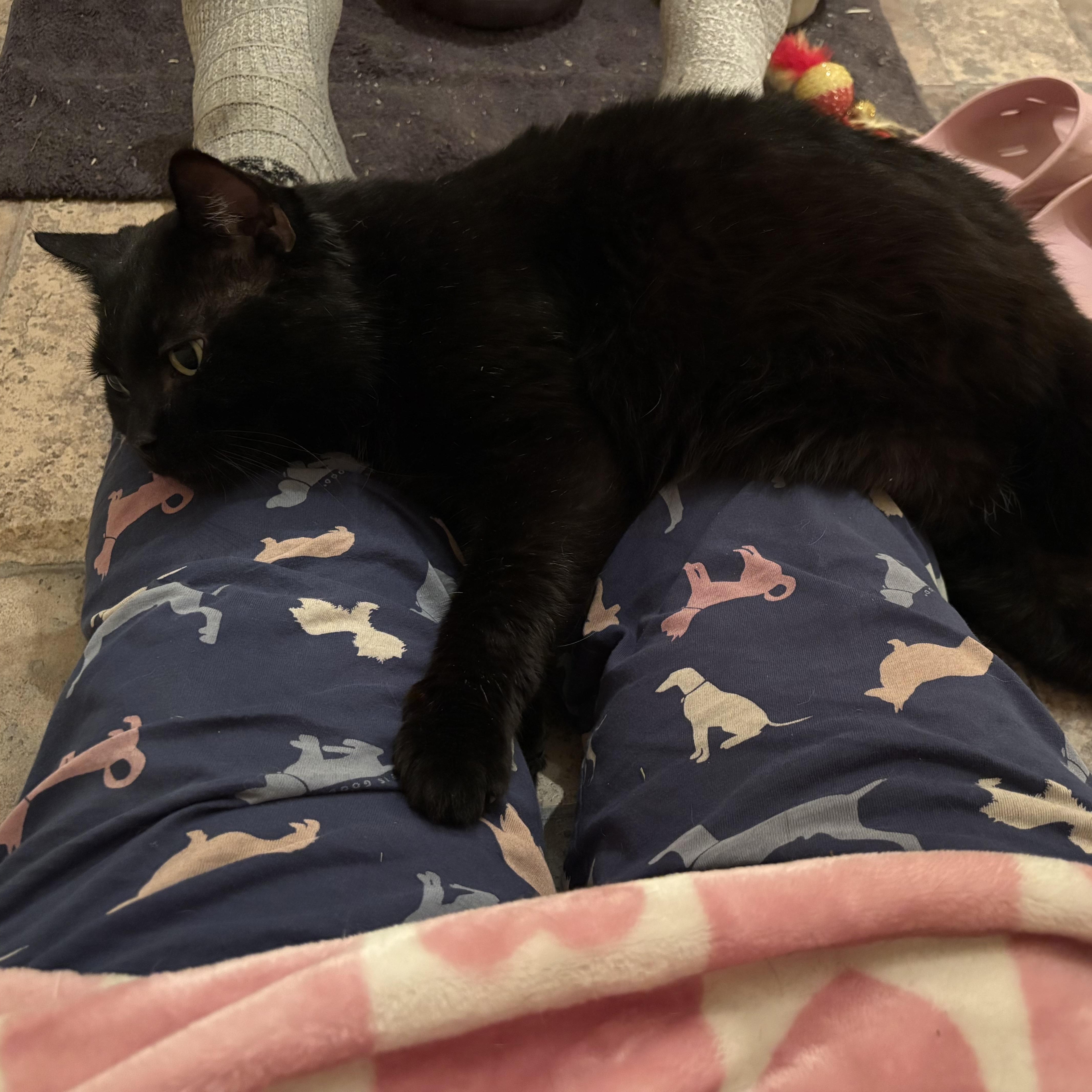 An adult large-sized male Black Domestic Short Hair cat named Toothless for adoption in Fair Haven, VT