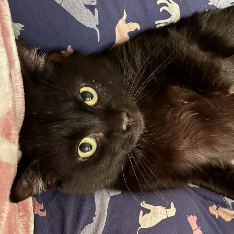 Toothless thumbnail 2