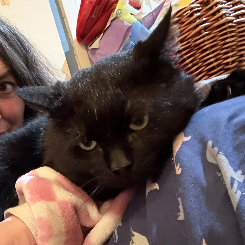 Toothless thumbnail 3