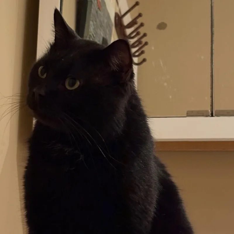 Toothless thumbnail 4