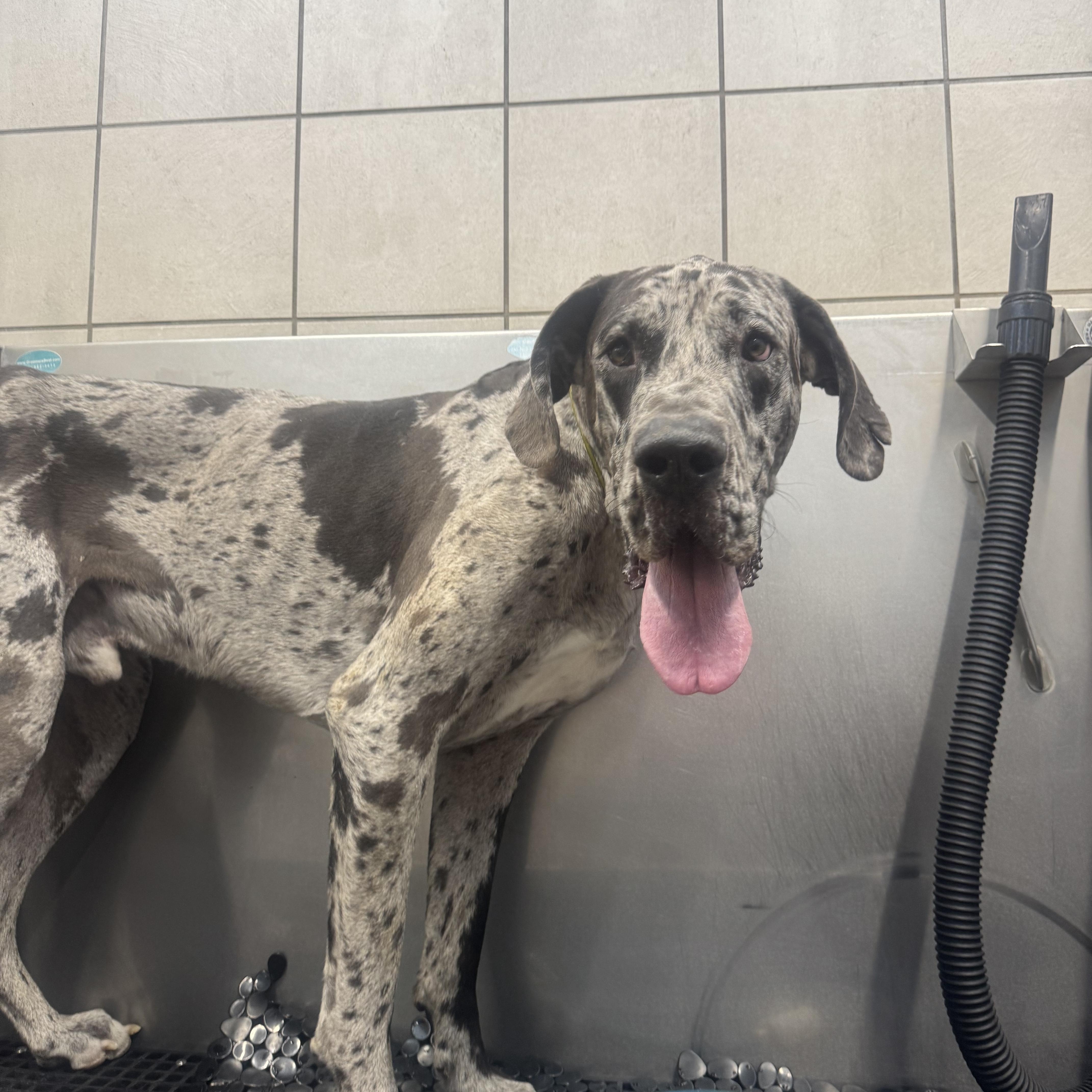 An adult extra large-sized male Merle (Red) Great Dane dog named Odin for adoption in Claremont, CA