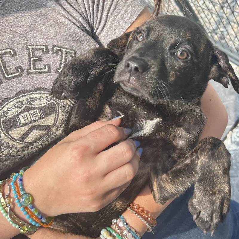 A baby medium-sized female Labrador Retriever dog named Jenny for adoption in Danbury, CT