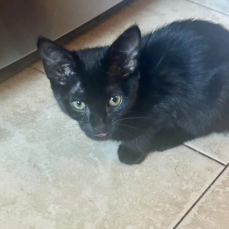 A baby small-sized male Black Domestic Short Hair cat named Gq for adoption in Richmond, VA