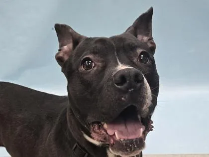 An adult large-sized male Pit Bull Terrier dog named Toulouse for adoption in Woodbury, MN