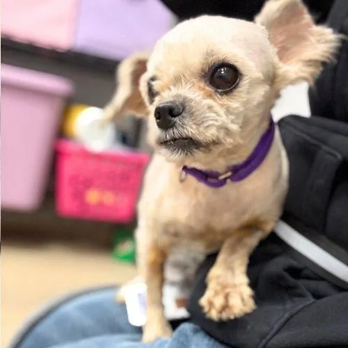 An adult small-sized female Lhasa Apso dog named Vinny for adoption in Aurora, CO