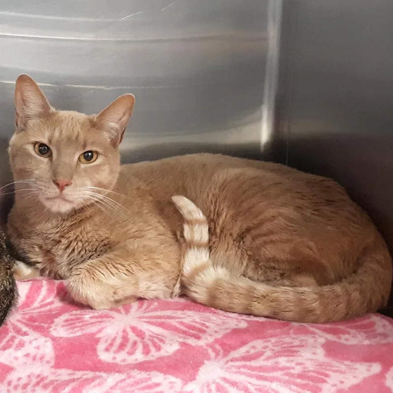 An adult medium-sized male Buff / Tan / Fawn Domestic Short Hair cat named Oscar for adoption in Spokane, WA