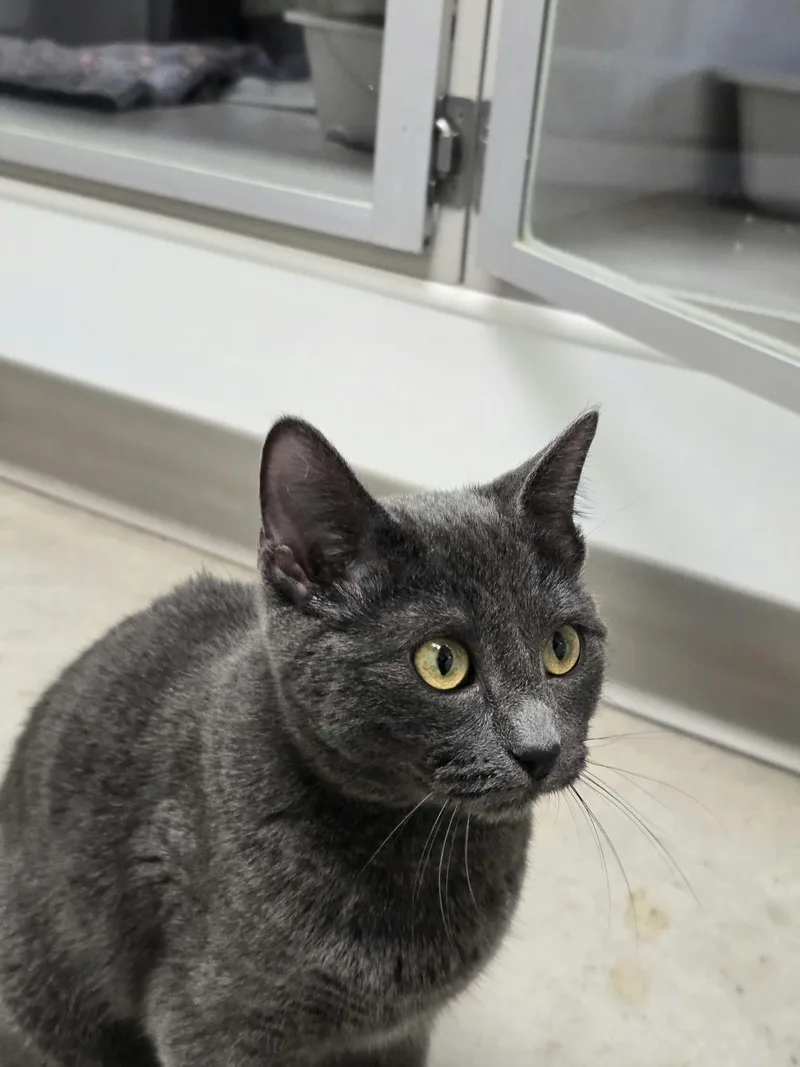 A young medium-sized female Domestic Short Hair cat named Tale for adoption in Iowa City, IA