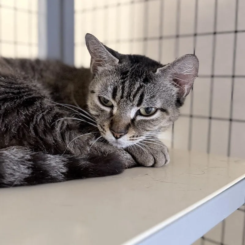 An adult medium-sized female Brown / Chocolate Domestic Short Hair cat named Lois for adoption in Medford, OR