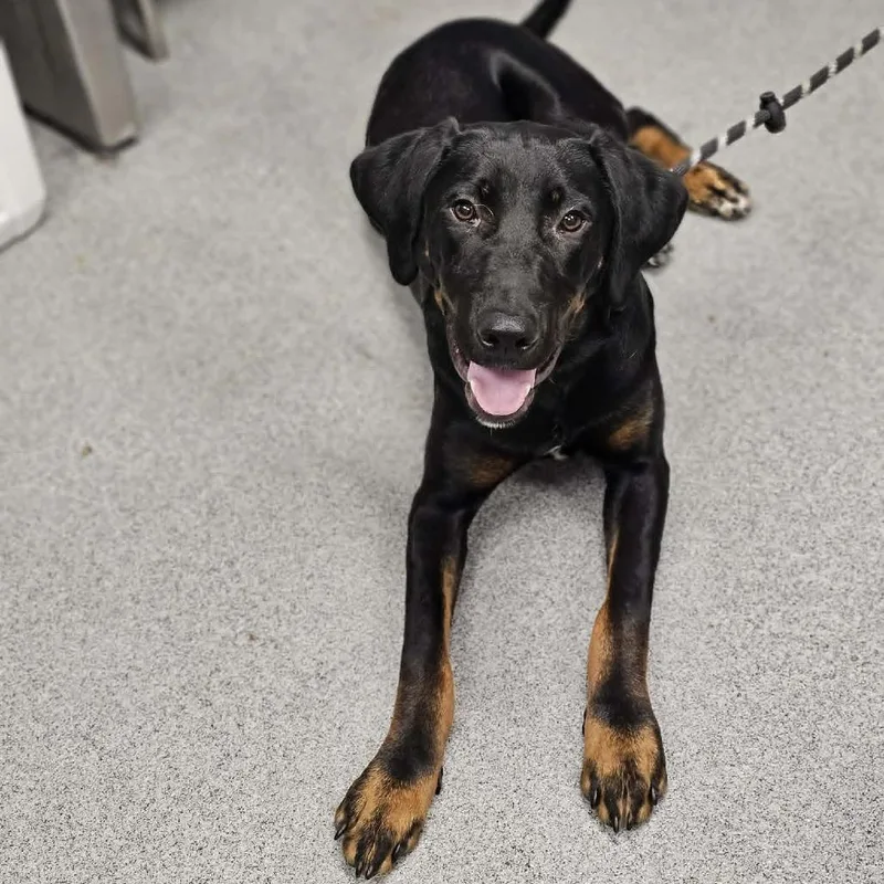 A young medium-sized male Black Hound dog named Romeo for adoption in Martinsville, VA